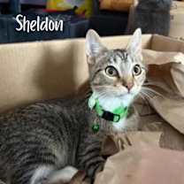 Thumbnail photo of Sheldon #1