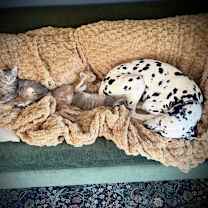 Thumbnail photo of Clementine #3