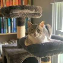 Thumbnail photo of Chip #4