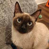 Thumbnail photo of Rainforest Cafe #2