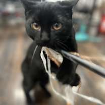 Thumbnail photo of Sinbad #1