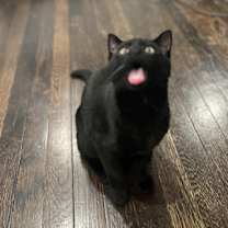 Thumbnail photo of Sinbad #2