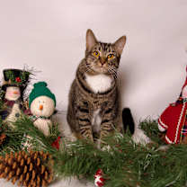 Thumbnail photo of Yuzu #1