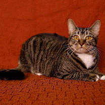 Thumbnail photo of Yuzu #2