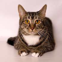 Thumbnail photo of Yuzu #3