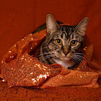 Thumbnail photo of Yuzu #4