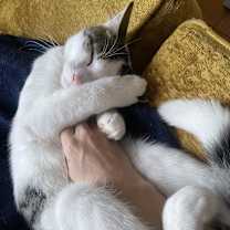 Thumbnail photo of Guppy & Tadpole #3