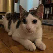 Thumbnail photo of Guppy & Tadpole #4