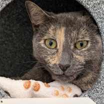 Thumbnail photo of Belle #2