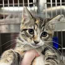 Thumbnail photo of Anchovy #1