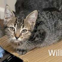 Thumbnail photo of Willow #3