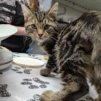 Thumbnail photo of H&R: He-Man #3