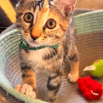 Thumbnail photo of Shiloh #4