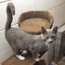 Thumbnail photo of TINSEL #3