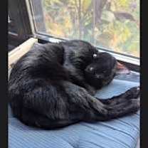 Thumbnail photo of Jiji #3