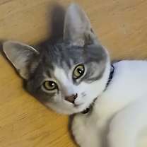 Thumbnail photo of Kirk #1