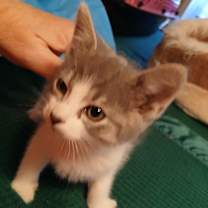 Thumbnail photo of Kirk #3