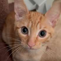 Thumbnail photo of BOBtail #1