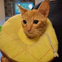 Thumbnail photo of BOBtail #4