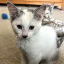 Thumbnail photo of Trixie (polydactyl) * #2