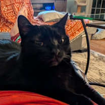 Thumbnail photo of Flash #4