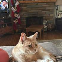 Thumbnail photo of Rosie #2