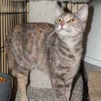 Thumbnail photo of Paisley #3