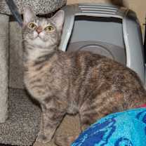 Thumbnail photo of Paisley #4