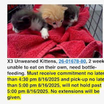 Thumbnail photo of Moe #4