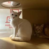 Thumbnail photo of Tico #3