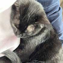 Thumbnail photo of Nyx #2