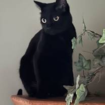 Thumbnail photo of Nyx #3