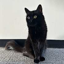 Thumbnail photo of Kali #1