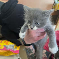 Thumbnail photo of Manolo (Las Comidas) #2