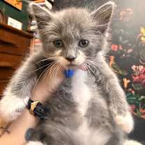 Thumbnail photo of Manolo (Las Comidas) #3