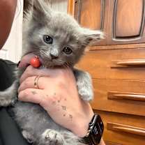 Thumbnail photo of Nevado (Las Comidas) #3