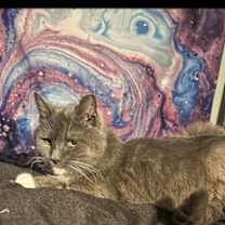 Thumbnail photo of Bella #1