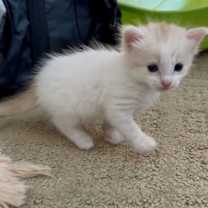 Thumbnail photo of Tiana #2