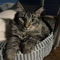 Thumbnail photo of BAMBI #1