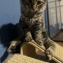 Thumbnail photo of BAMBI #2