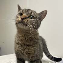 Thumbnail photo of Nutmeg #2