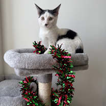 Thumbnail photo of Namul #2