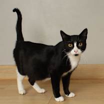 Thumbnail photo of Allie Cat  C66467 #1