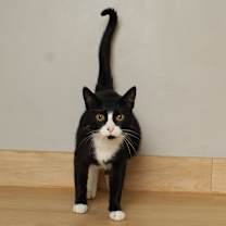 Thumbnail photo of Allie Cat  C66467 #2