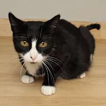 Thumbnail photo of Allie Cat  C66467 #3