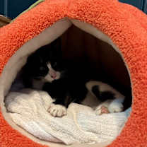 Thumbnail photo of Allie Cat  C66467 #4