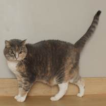 Thumbnail photo of Truffle C67433 #4