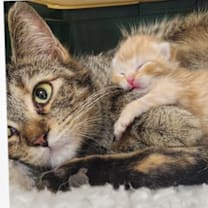 Thumbnail photo of April #1