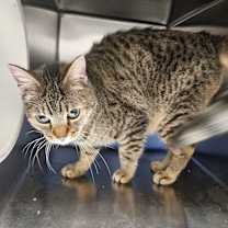 Thumbnail photo of Mac #2