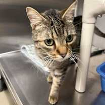 Thumbnail photo of Mac #3